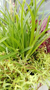 Carex variegata och flikbladig murgröna